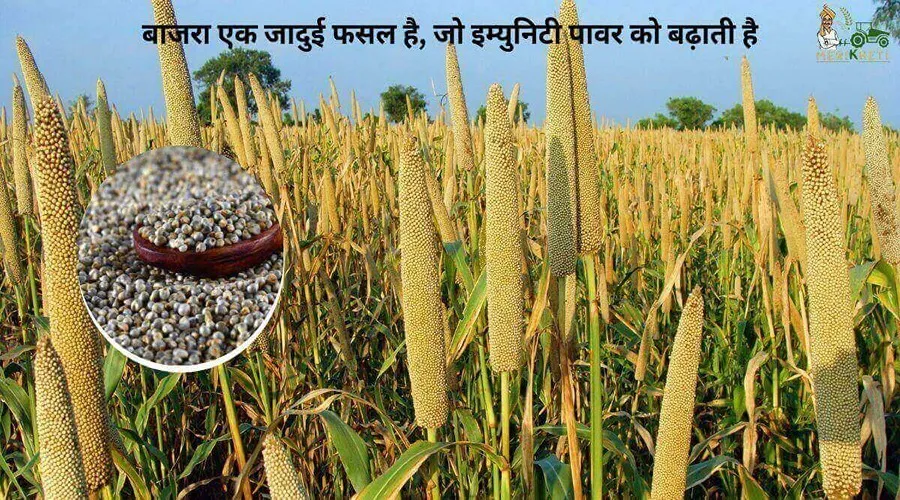 बाजरा एक जादुई फसल है, जो इम्युनिटी पावर को बढ़ाती है