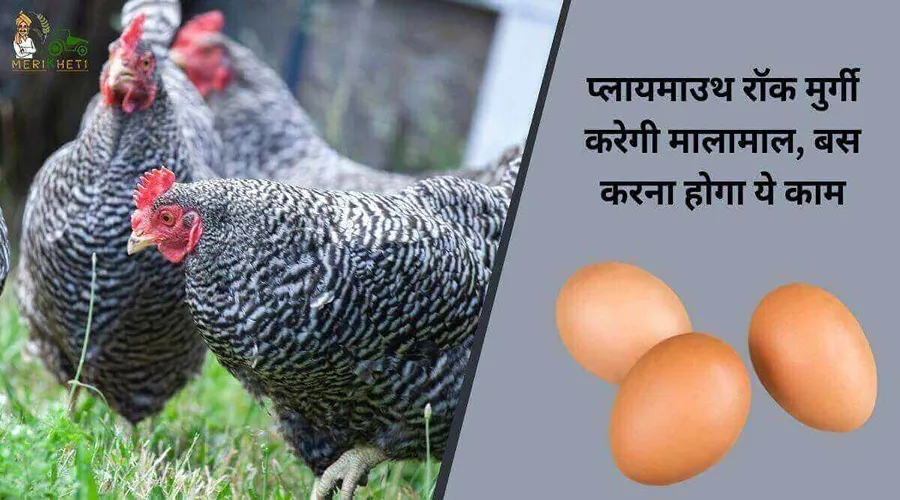 प्लायमाउथ रॉक मुर्गी करेगी मालामाल, बस करना होगा ये काम
