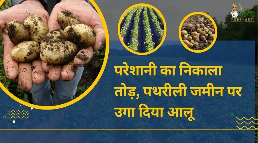 परेशानी का निकाला तोड़, पथरीली जमीन पर उगा दिया आलू