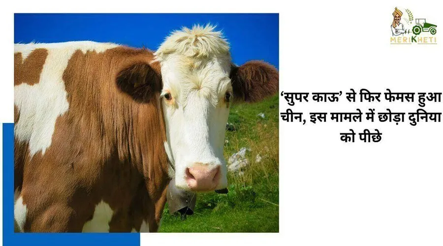 ‘सुपर काऊ’ से फिर फेमस हुआ चीन, इस मामले में छोड़ा दुनिया को पीछे