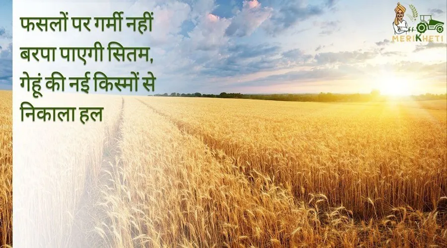 फसलों पर गर्मी नहीं बरपा पाएगी सितम, गेहूं की नई किस्मों से निकाला हल
