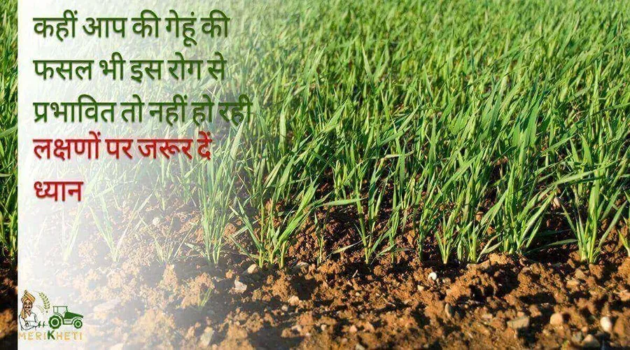 कहीं आप की गेहूं की फसल भी इस रोग से प्रभावित तो नहीं हो रही, लक्षणों पर जरूर दें ध्यान