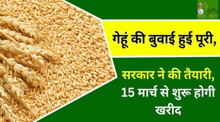 गेहूं की बुवाई हुई पूरी, सरकार ने की तैयारी, 15 मार्च से शुरू होगी खरीद