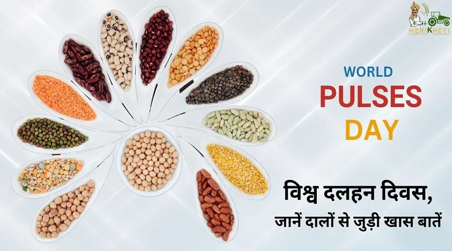 विश्व दलहन दिवस, जानें दालों से जुड़ी खास बातें