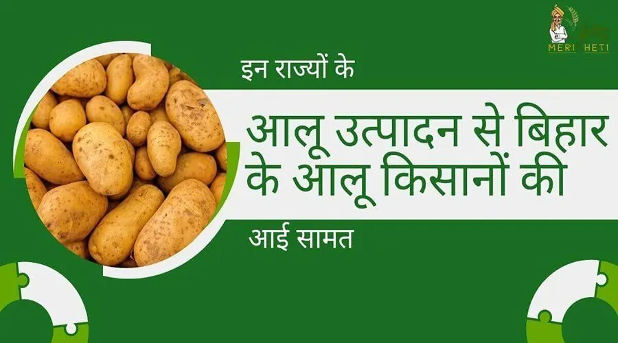 इन राज्यों के आलू उत्पादन से बिहार के आलू किसानों की आई सामत