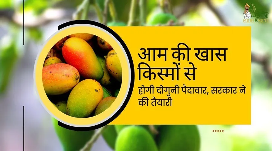 आम की खास किस्मों से होगी दोगुनी पैदावार, सरकार ने की तैयारी