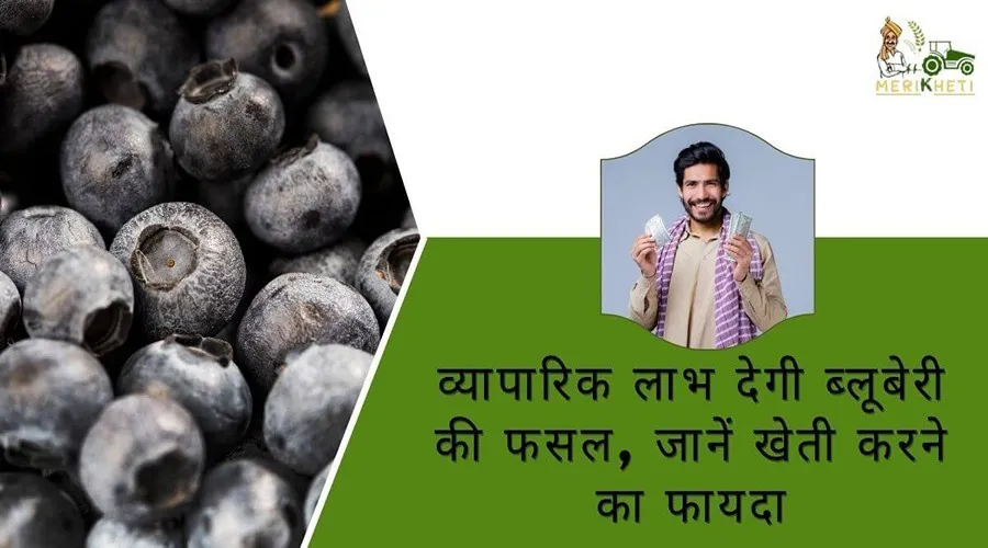 व्यापारिक लाभ देगी ब्लूबेरी की फसल, जानें खेती करने का फायदा