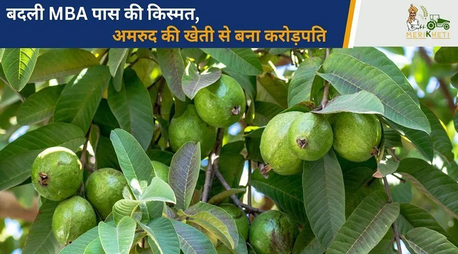 बदली MBA पास की किस्मत, अमरूद की खेती से बना करोड़पति