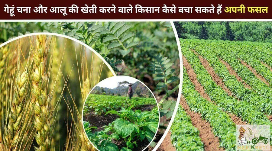 गेहूं चना और आलू की खेती करने वाले किसान कैसे बचा सकते हैं अपनी फसल