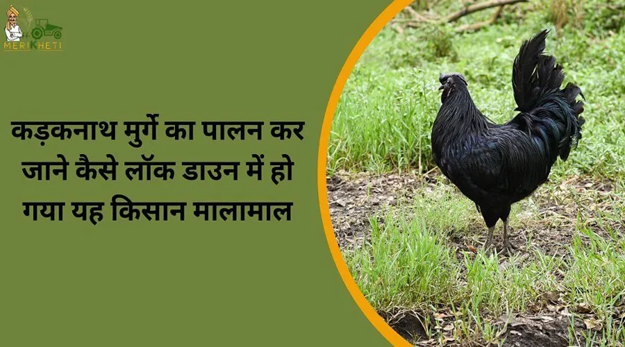 कड़कनाथ मुर्गे का पालन कर जाने कैसे लॉक डाउन में हो गया यह किसान मालामाल