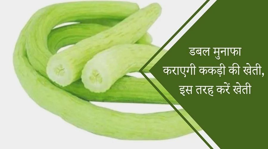 डबल मुनाफा कराएगी ककड़ी की खेती, इस तरह करें खेती