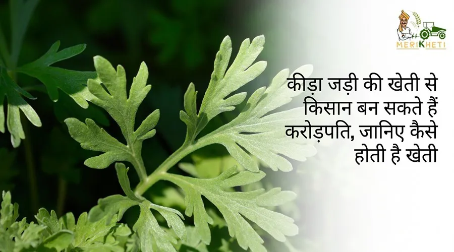 कीड़ाजड़ी की खेती से किसान बन सकते हैं करोड़पति, जानिए कैसे होती है खेती