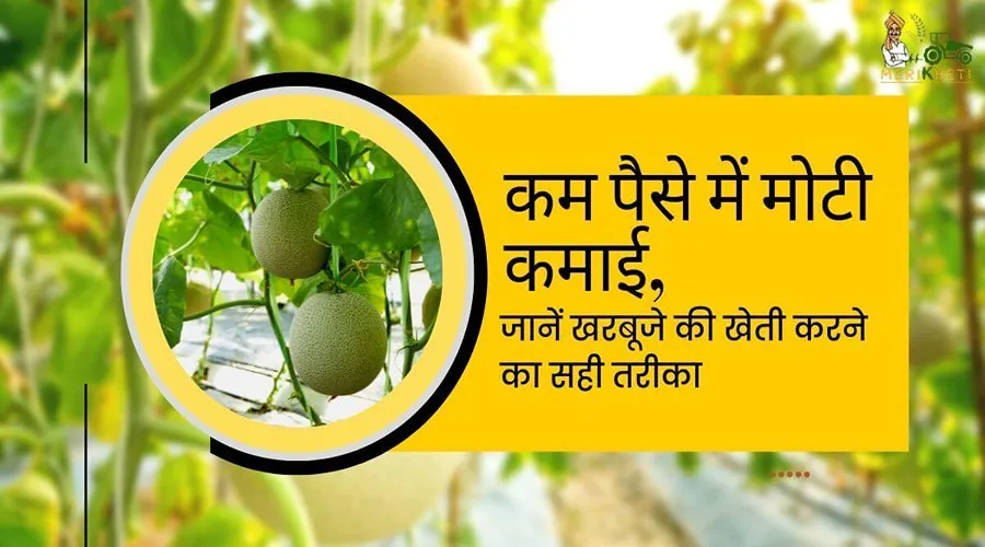 कम पैसे में मोटी कमाई, जानें खरबूजे की खेती करने का सही तरीका