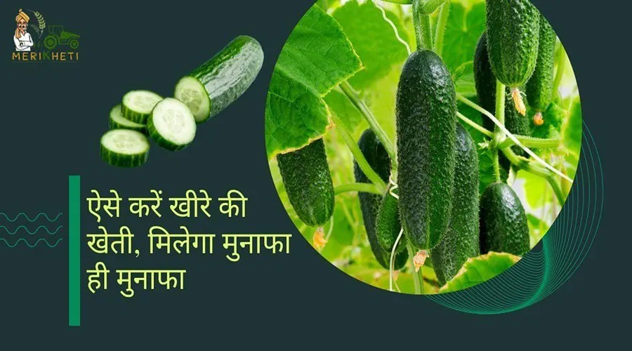 ऐसे करें खीरे की खेती, मिलेगा मुनाफा ही मुनाफा