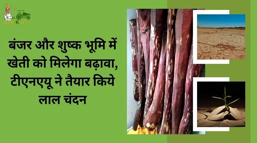 बंजर और शुष्क भूमि में खेती को मिलेगा बढ़ावा, टीएनएयू ने तैयार किये लाल चंदन