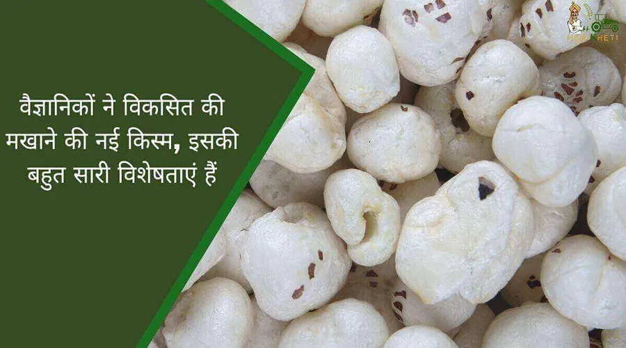 वैज्ञानिकों ने विकसित की मखाने की नई किस्म, इसकी बहुत सारी विशेषताएं हैं