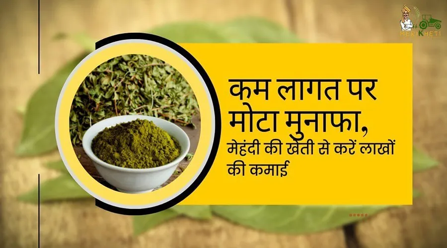 कम लागत पर मोटा मुनाफा, मेहंदी की खेती से करें लाखों की कमाई