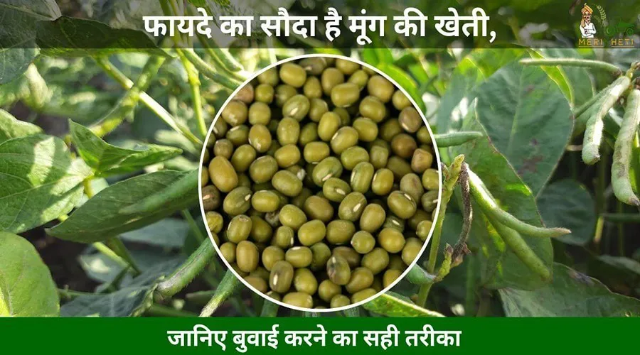 फायदे का सौदा है मूंग की खेती, जानिए बुवाई करने का सही तरीका