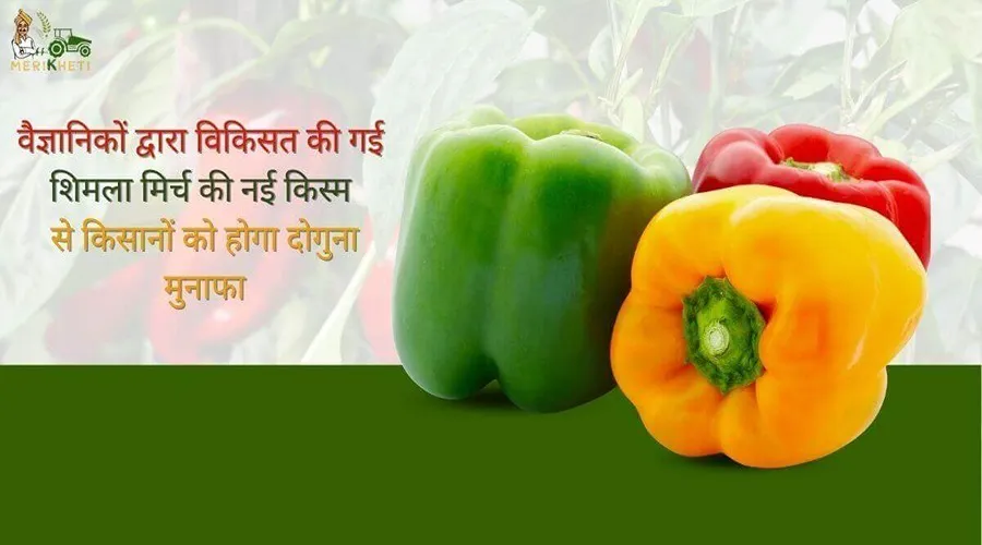 वैज्ञानिकों द्वारा विकिसत की गई शिमला मिर्च की नई किस्म से किसानों को होगा दोगुना मुनाफा