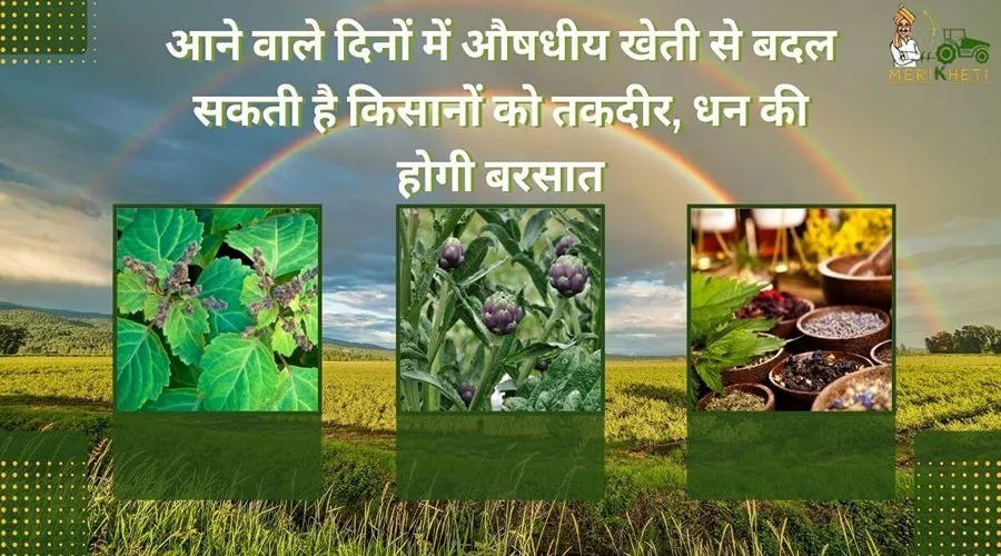 आने वाले दिनों में औषधीय खेती से बदल सकती है किसानों को तकदीर, धन की होगी बरसात