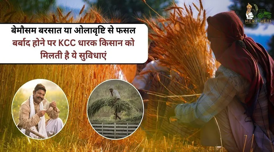 बेमौसम बरसात या ओलावृष्टि से फसल बर्बाद होने पर KCC धारक किसान को मिलती है ये सुविधाएं
