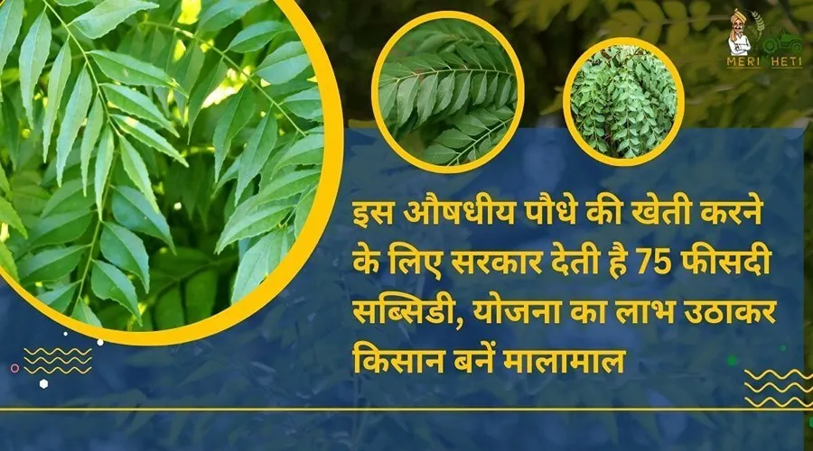 इस औषधीय पौधे की खेती करने के लिए सरकार देती है 75 फीसदी सब्सिडी, योजना का लाभ उठाकर किसान बनें मालामाल