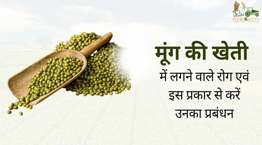 मूंग की खेती में लगने वाले रोग एवं इस प्रकार से करें उनका प्रबंधन