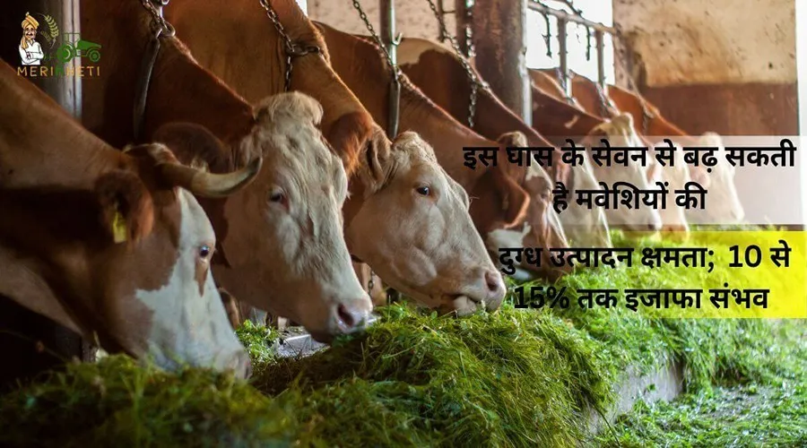 इस घास के सेवन से बढ़ सकती है मवेशियों की दुग्ध उत्पादन क्षमता; 10 से 15% तक इजाफा संभव