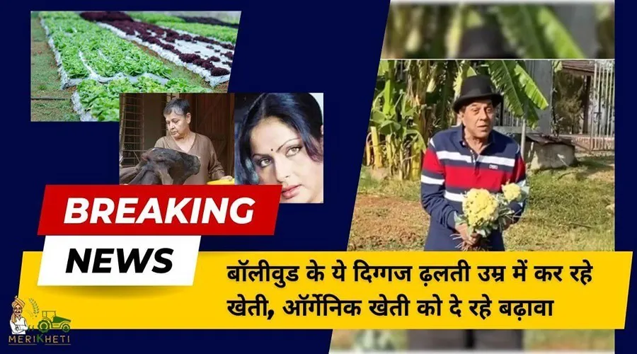 बॉलीवुड के ये दिग्गज ढलती उम्र में कर रहे खेती, ऑर्गेनिक खेती को दे रहे बढ़ावा