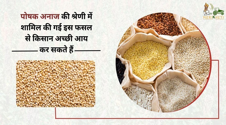 पोषक अनाज की श्रेणी में शामिल की गई इस फसल से किसान अच्छी आय कर सकते हैं