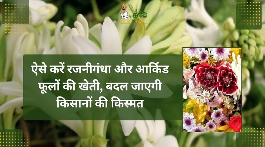 ऐसे करें रजनीगंधा और आर्किड फूलों की खेती, बदल जाएगी किसानों की किस्मत