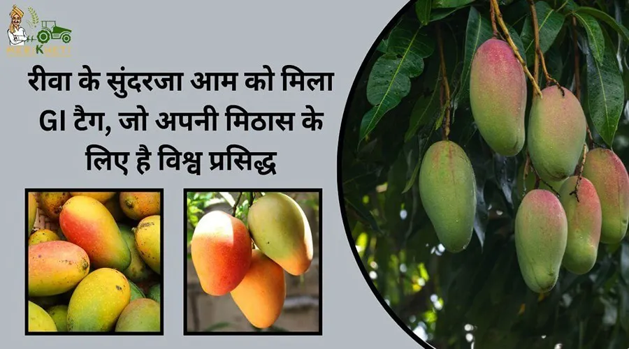 रीवा के सुंदरजा आम को मिला GI टैग, जो अपनी मिठास के लिए है विश्व प्रसिद्ध