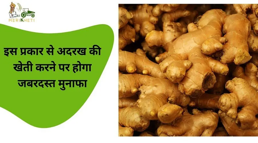 इस प्रकार से अदरक की खेती करने पर होगा जबरदस्त मुनाफा