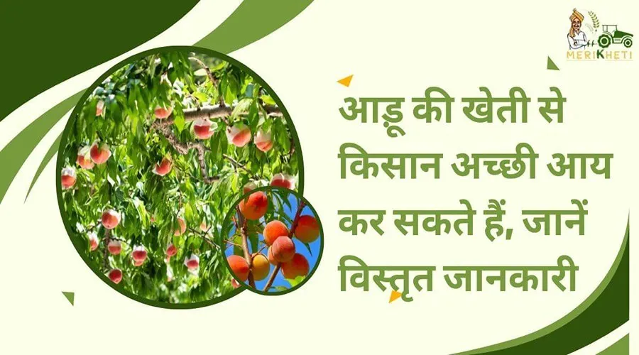 आड़ू की खेती से किसान अच्छी आय कर सकते हैं, जानें विस्तृत जानकारी