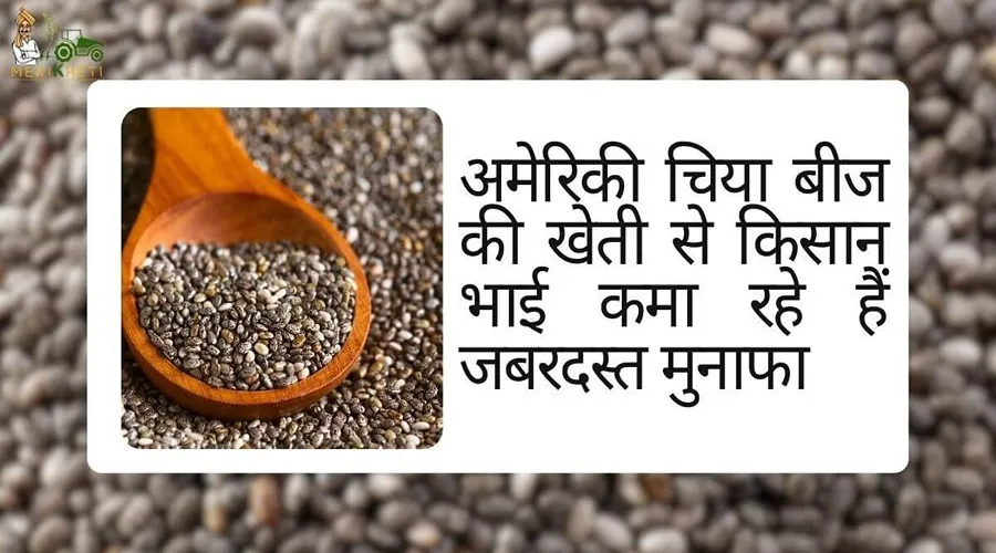 अमेरिकी चिया बीज की खेती से किसान भाई कमा रहे हैं जबरदस्त मुनाफा