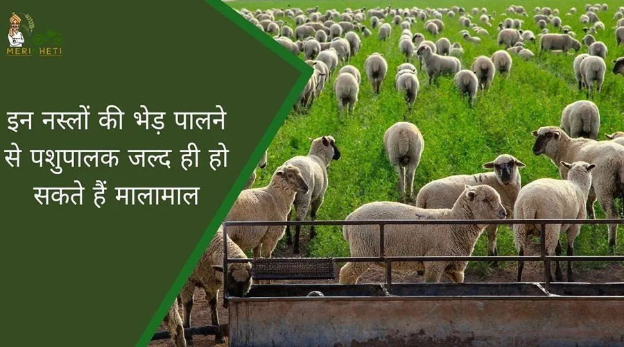 इन नस्लों की भेड़ पालने से पशुपालक जल्द ही हो सकते हैं मालामाल