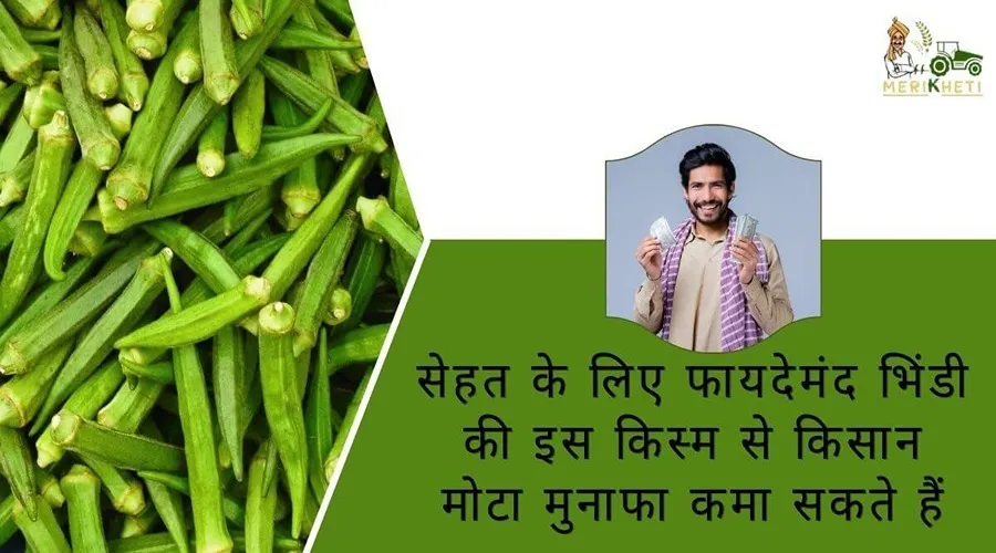 सेहत के लिए फायदेमंद कुमकुम भिंडी की इस किस्म से किसान मोटा मुनाफा कमा सकते हैं