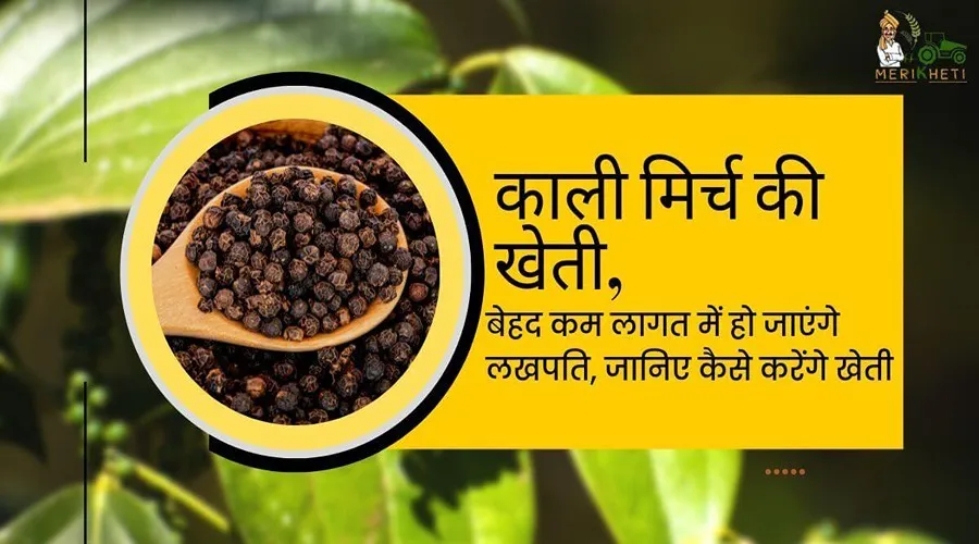 काली मिर्च की खेती, बेहद कम लागत में हो जाएंगे लखपति, जानिए कैसे करेंगे खेती