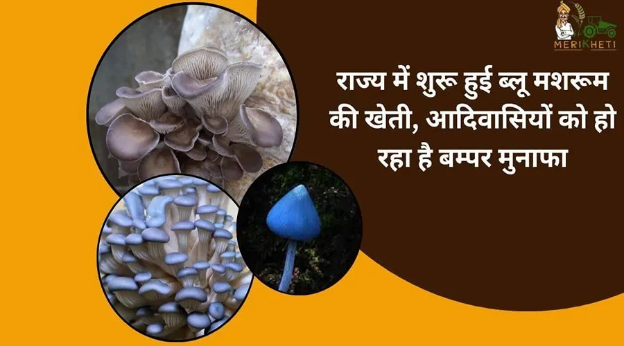 राज्य में शुरू हुई ब्लू मशरूम की खेती, आदिवासियों को हो रहा है बम्पर मुनाफा
