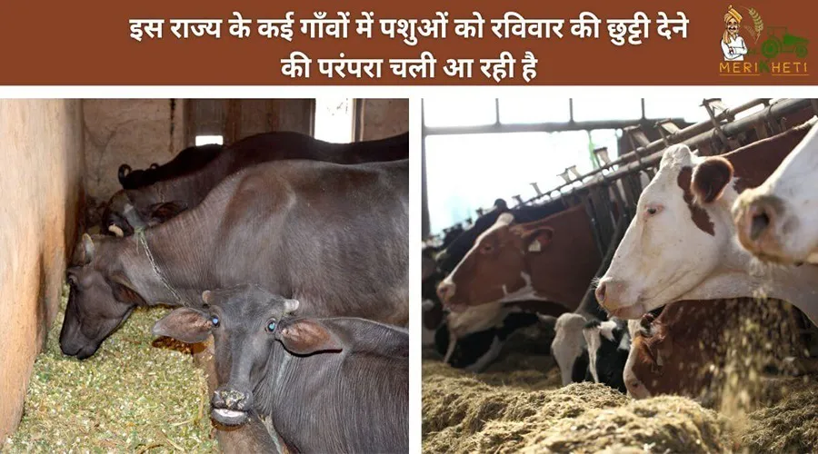 इस राज्य के कई गांवों में पशुओं को रविवार की छुट्टी देने की परंपरा चली आ रही है