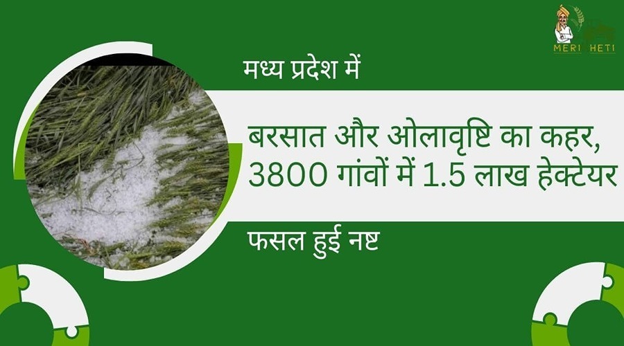 मध्य प्रदेश में बरसात और ओलावृष्टि का कहर, 3800 गांवों में 1.5 लाख हेक्टेयर फसल हुई नष्ट