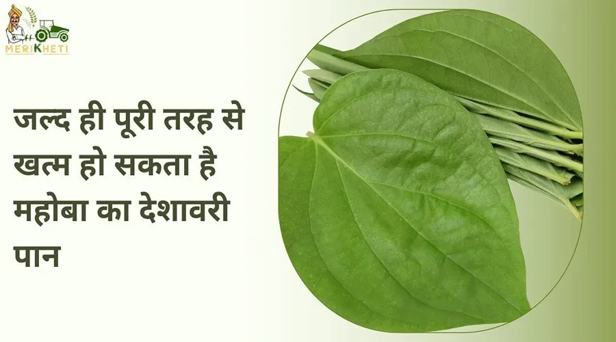 जल्द ही पूरी तरह से खत्म हो सकता है महोबा का देशावरी पान