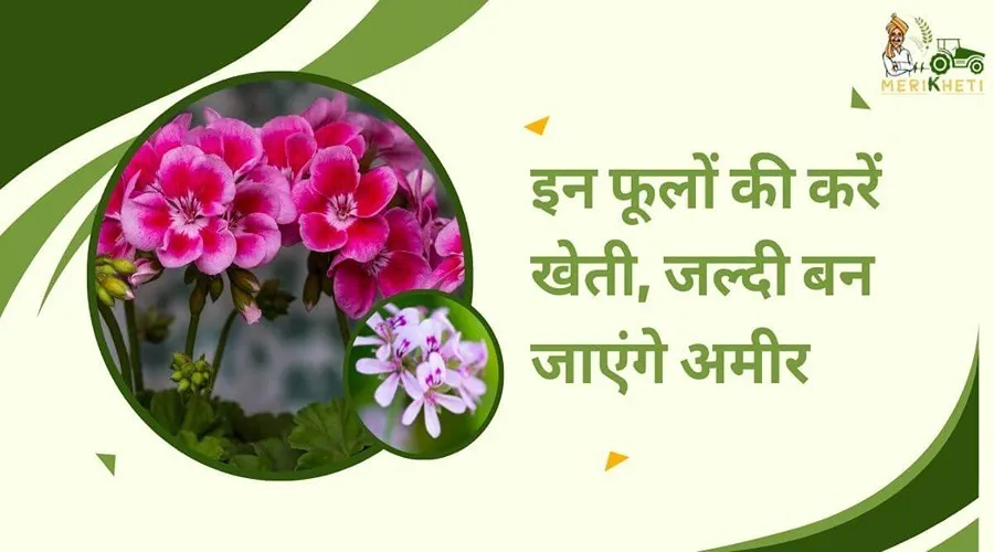 इन फूलों की करें खेती, जल्दी बन जाएंगे अमीर