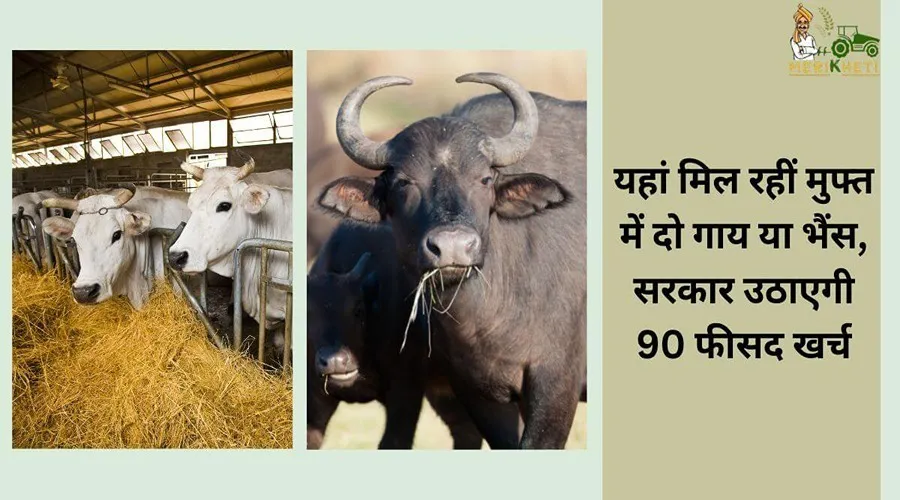 यहां मिल रहीं मुफ्त में दो गाय या भैंस, सरकार उठाएगी 90 फीसद खर्च