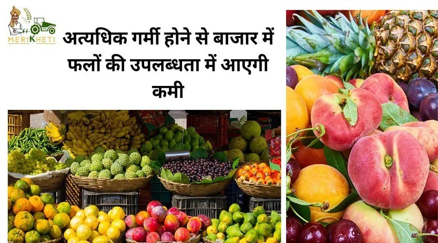 अत्यधिक गर्मी होने से बाजार में फलों की उपलब्धता में आएगी कमी