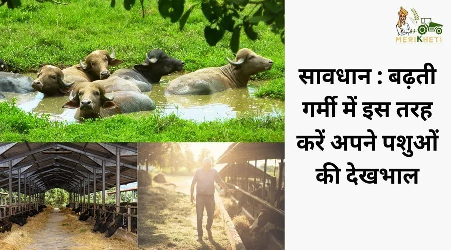 सावधान : बढ़ती गर्मी में इस तरह करें अपने पशुओं की देखभाल