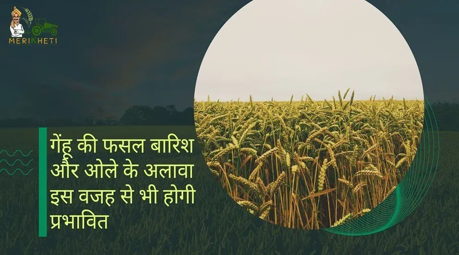 गेहूं की फसल बारिश और ओले के अलावा इस वजह से भी होगी प्रभावित