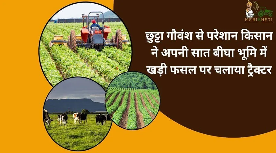 छुट्टा गौवंश से परेशान किसान ने अपनी सात बीघा भूमि में खड़ी फसल पर चलाया ट्रैक्टर