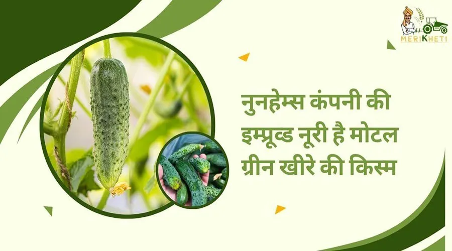 नुनहेम्स कंपनी की इम्प्रूव्ड नूरी है मोटल ग्रीन खीरे की किस्म