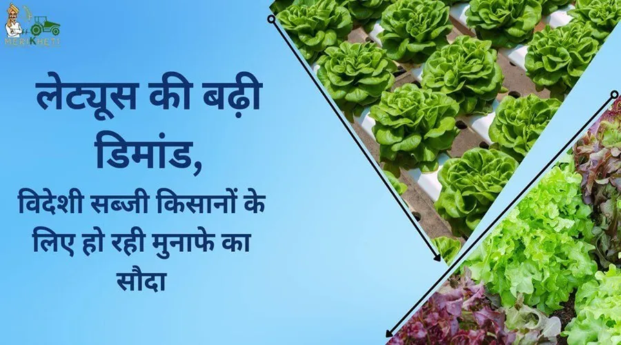 लेट्यूस की बढ़ी डिमांड, विदेशी सब्जी किसानों के लिए हो रही मुनाफे का सौदा